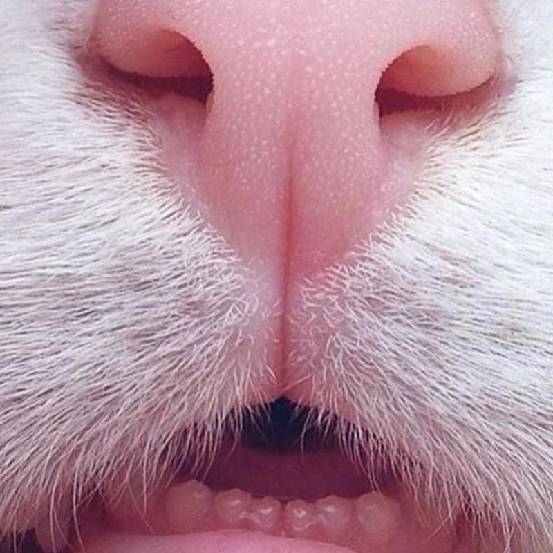 У котенка на нижней губе болячка