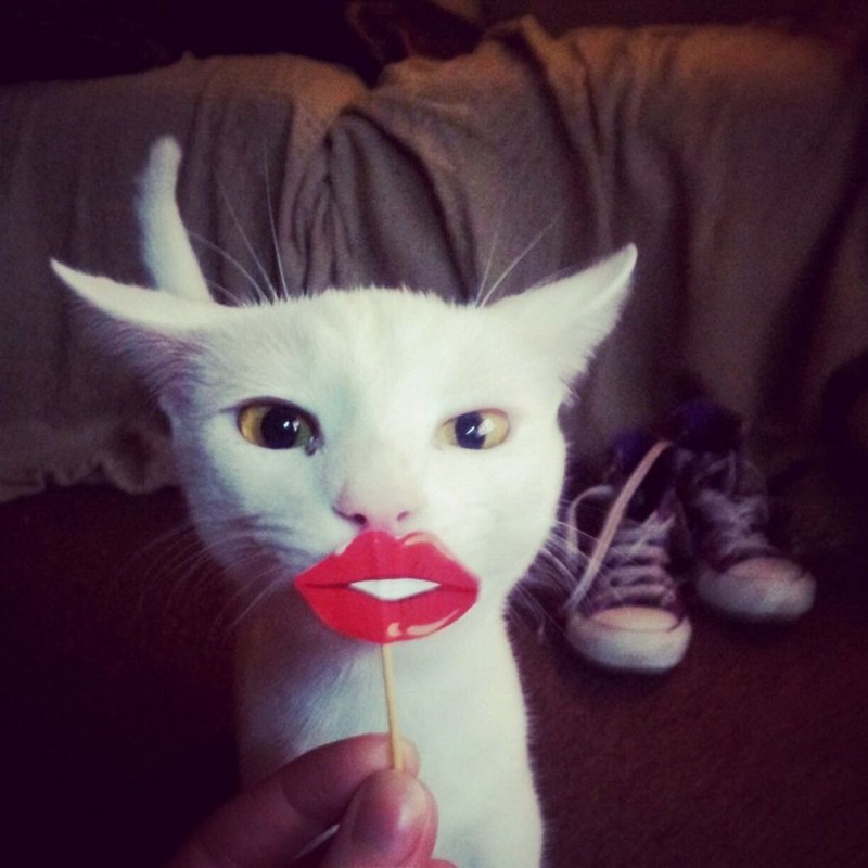 Котенок с языком