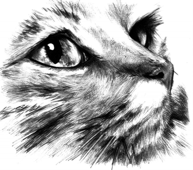 Кошка рисунок карандашом