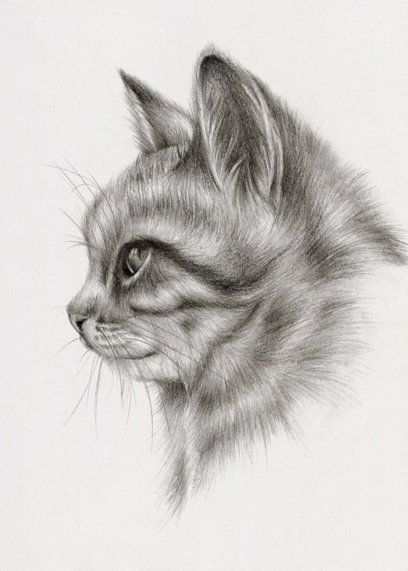 Кошка карандашом