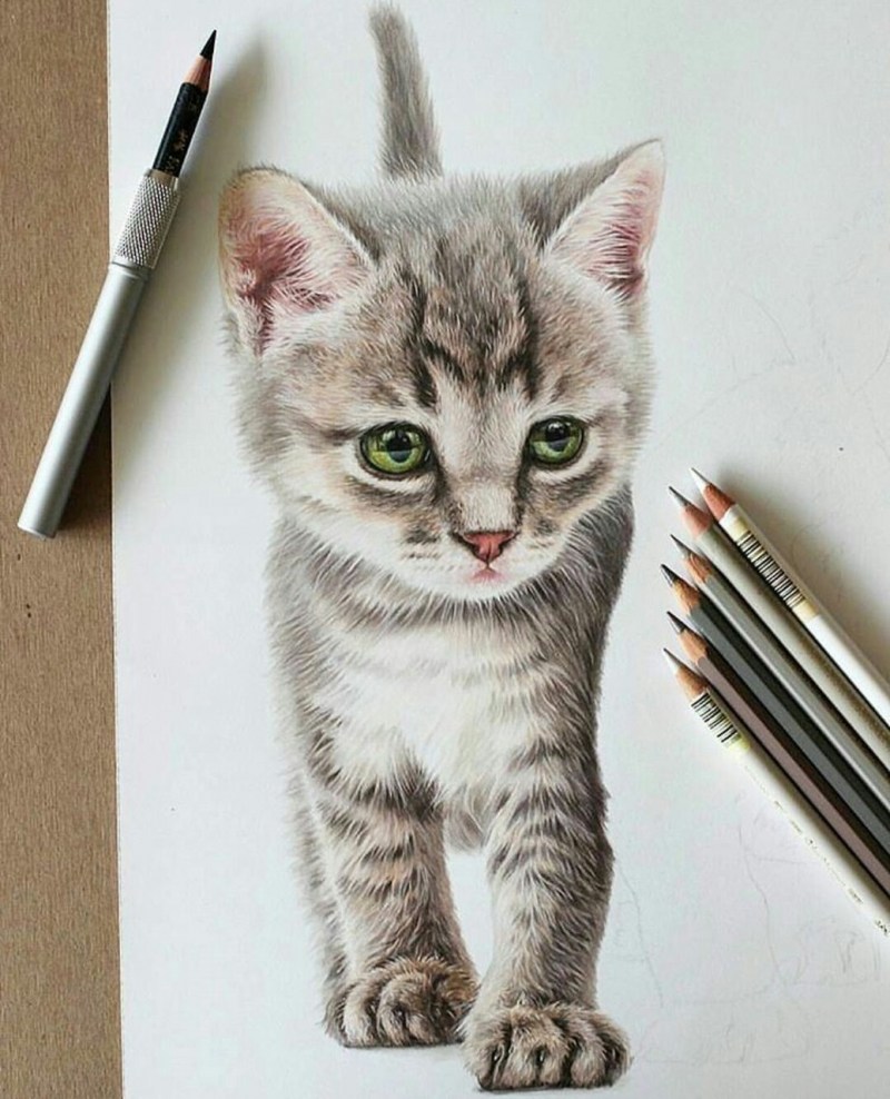 Котенок цветными карандашами