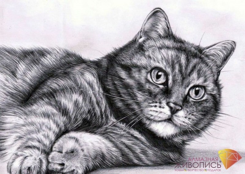 Кошка карандашом