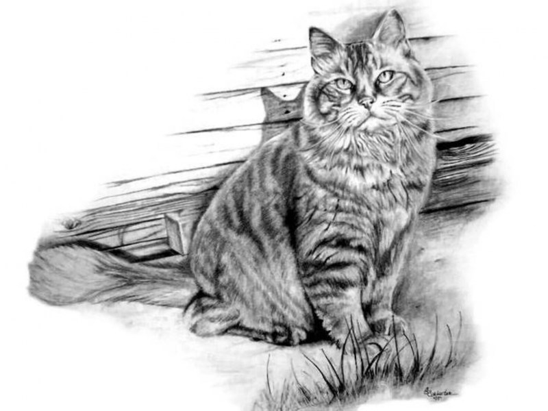 Карандашный набросок кота