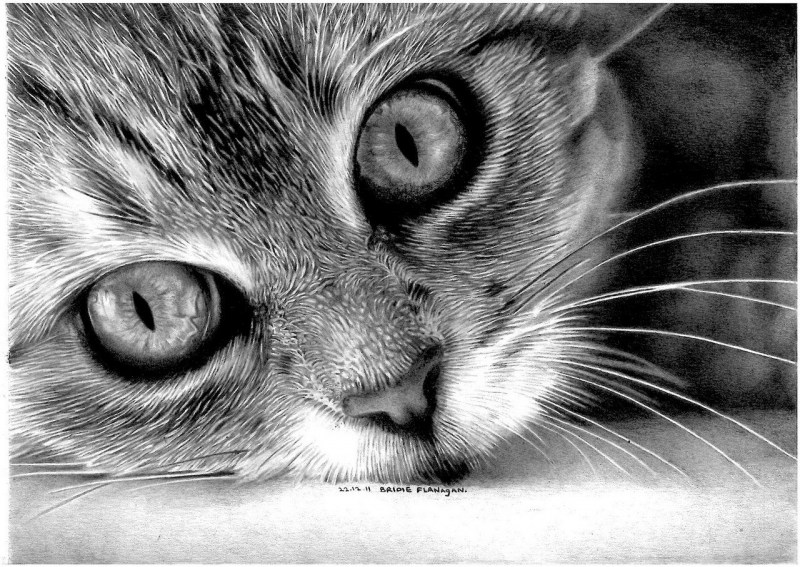 Фото котов карандашом