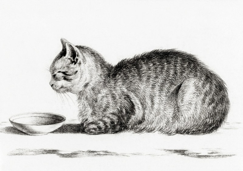 Нарисовать лежащую кошку