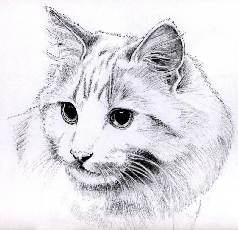 Художник пол Ланг (Paul lung).