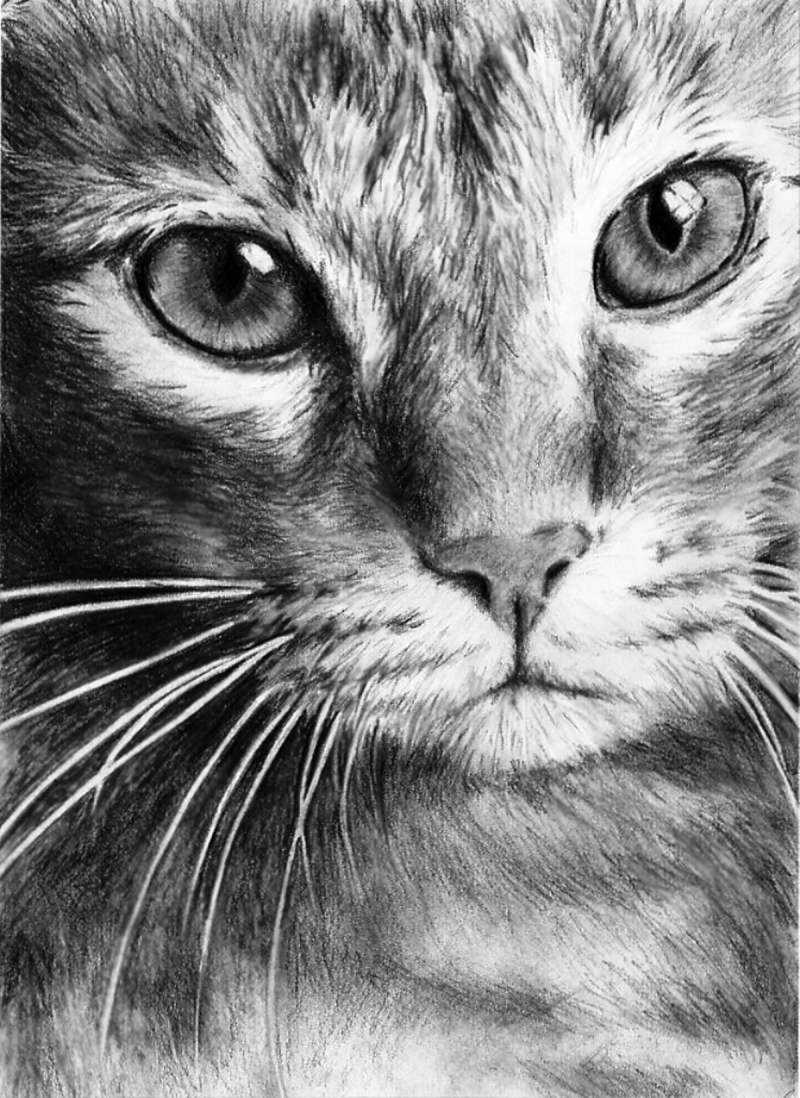 Кошка простым карандашом