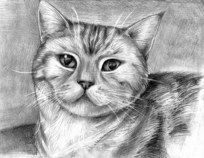 Эскиз котенка карандашом
