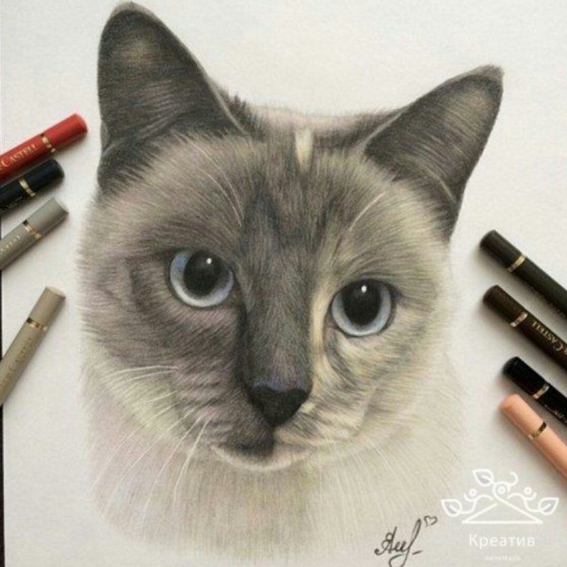 Кошка цветными карандашами