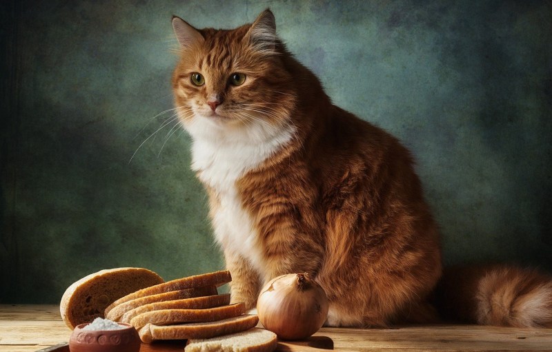 Кот выглядывает