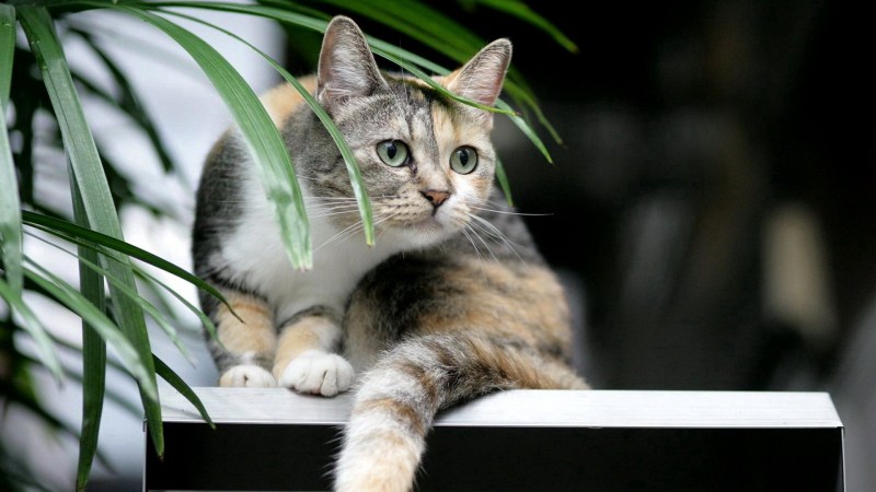 Кот камин