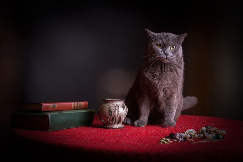 Кот на телевизоре