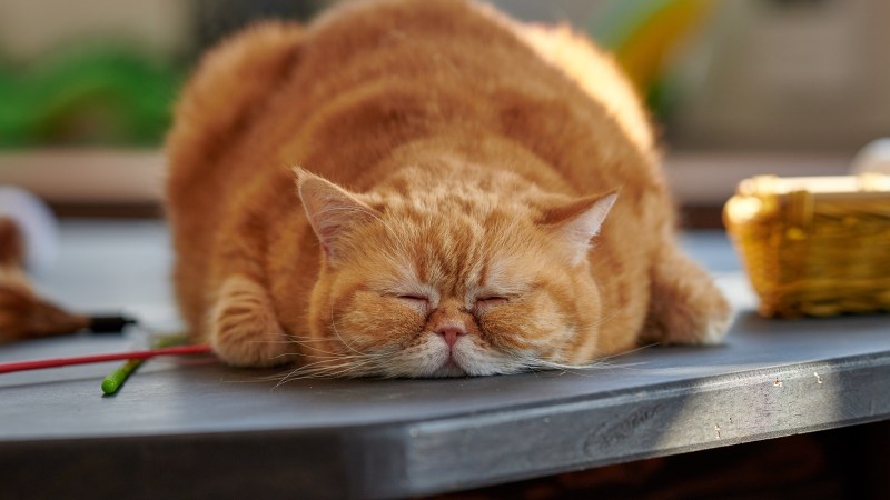 Котенок на кухне