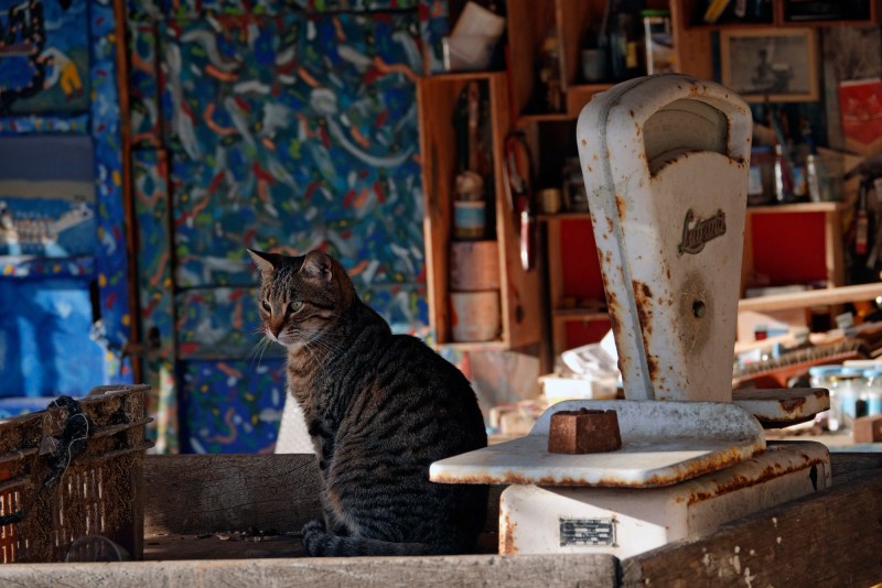 Коты за столом