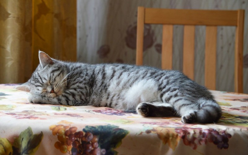 Кот лежит на столе