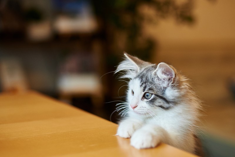 Котенок на столе