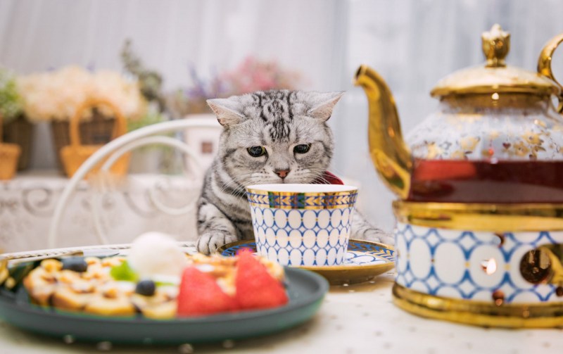 Кот лежит на столе