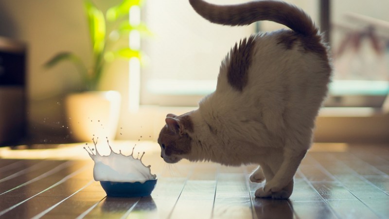 Котенок сидит на столе