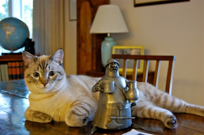 Котенок за компьютером
