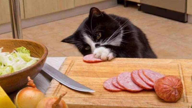 Кошка сидит на столе