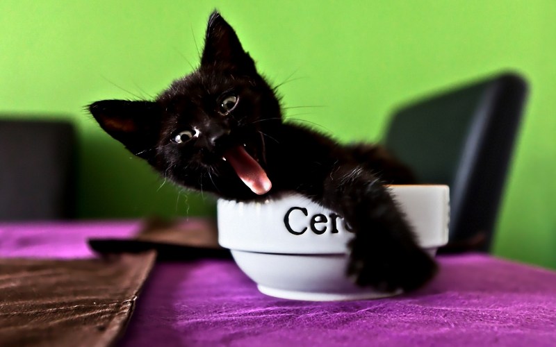 Котенок на столе