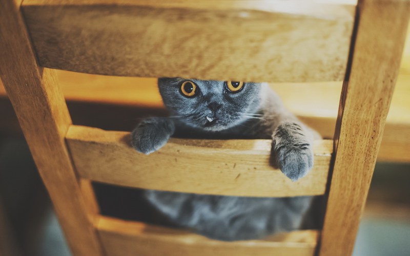 Кот на столе