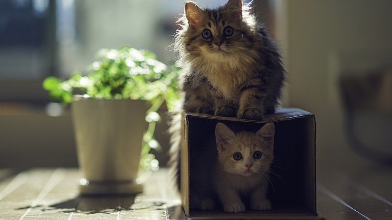Покер коты