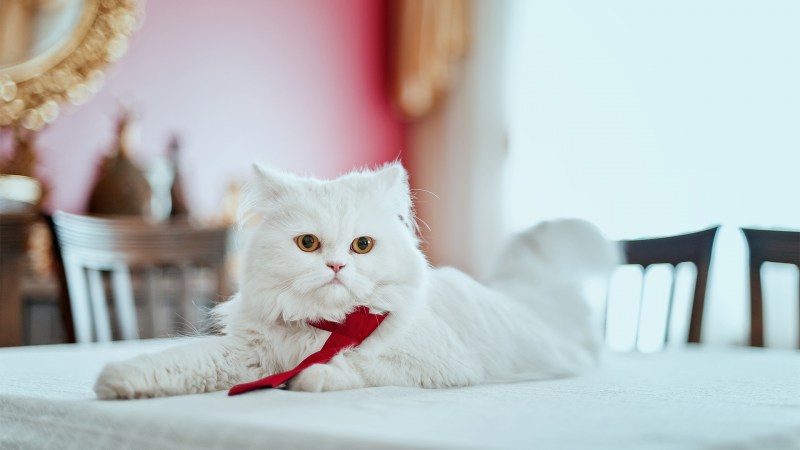 Кот лежит на спине