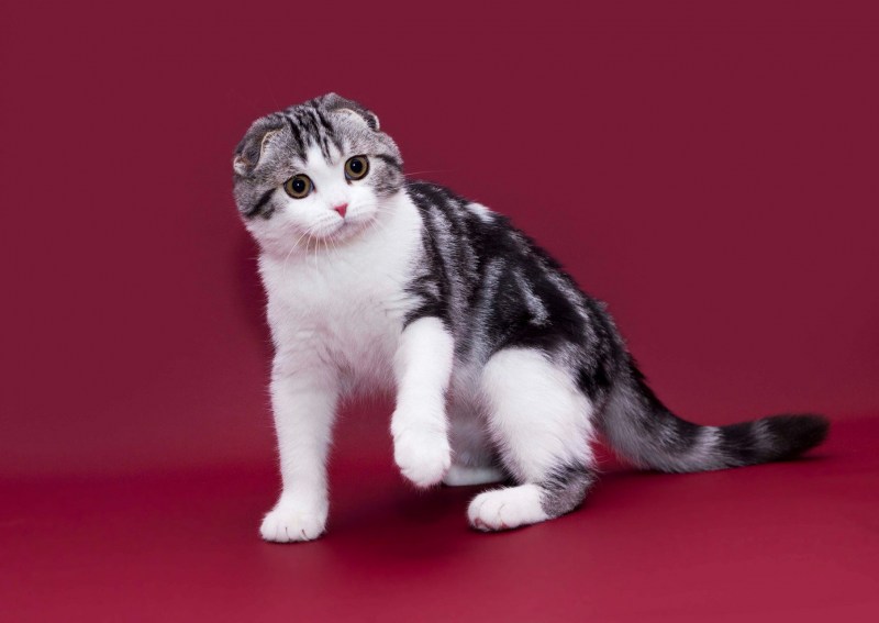 Котята от шотландской кошки