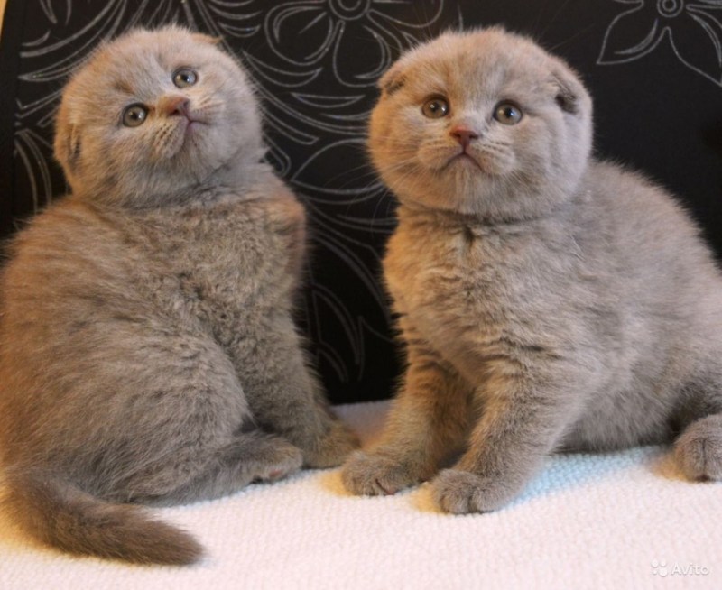 Шотландская вислоухая кошка табби