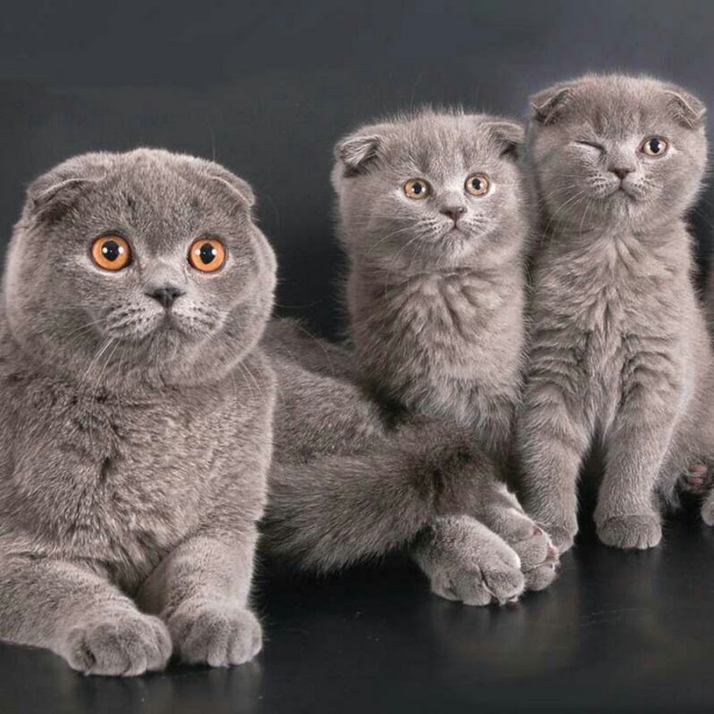 Вязка шотландских кошек