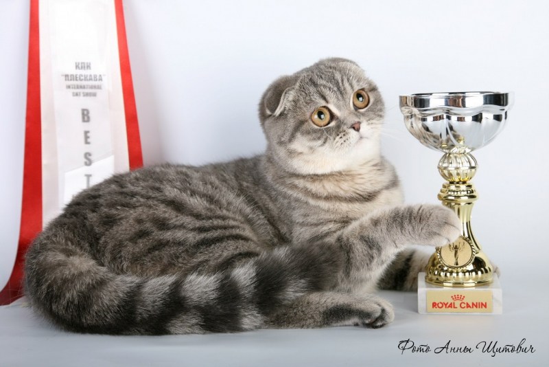 Шотландская вислоухая кошка