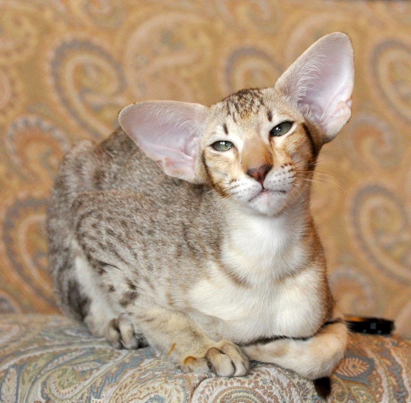 Ориентальные котята