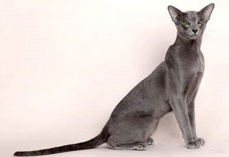 Ориентальная короткошерстная котенок