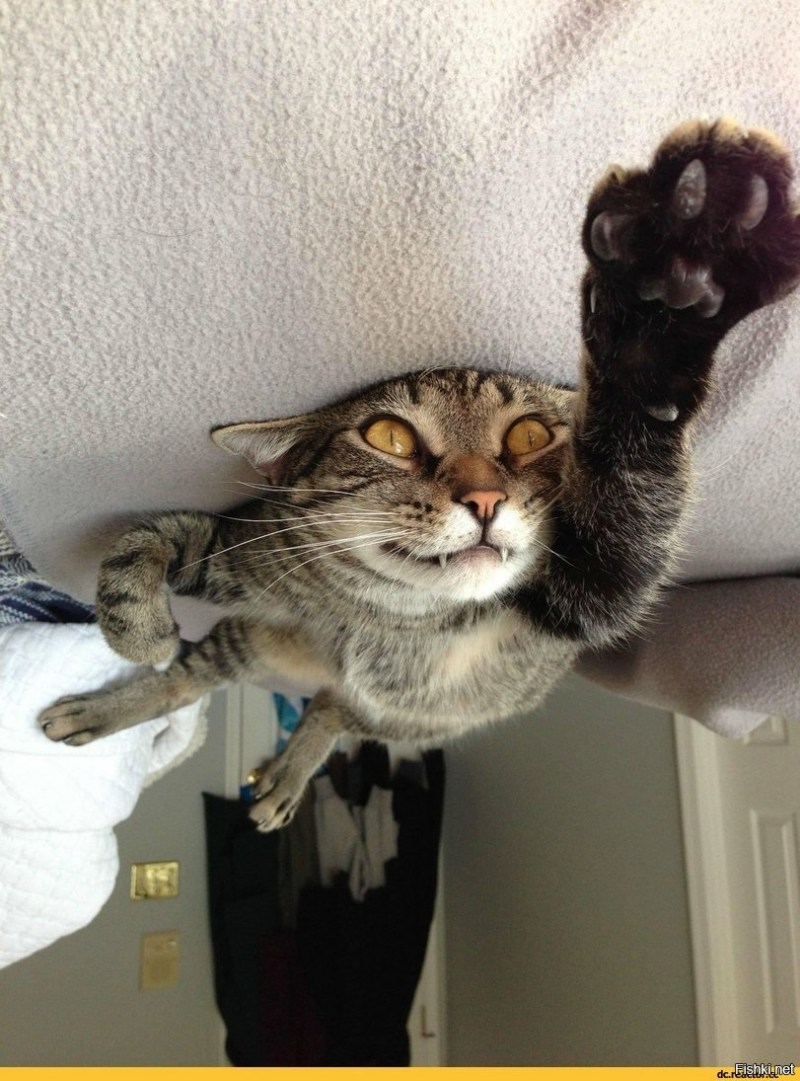 Супер смешные котики