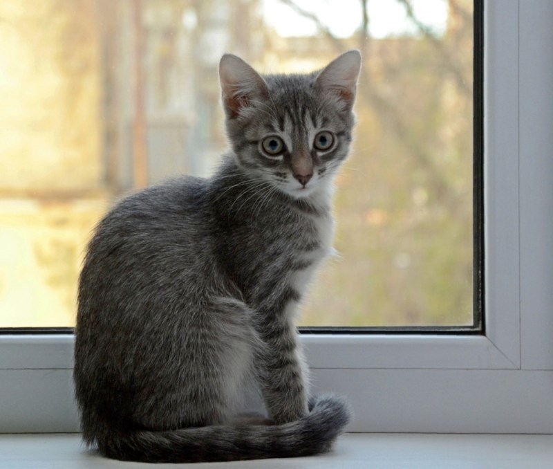 Сидячая кошка