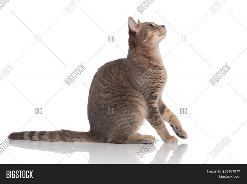 Кот сидит вид сбоку