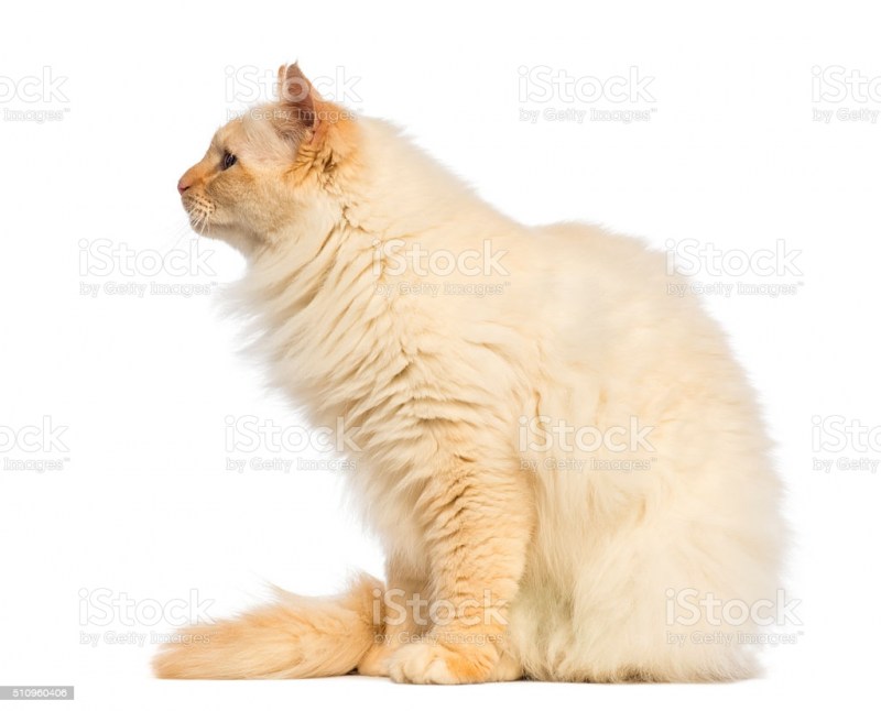 Кошка сидит в профиль