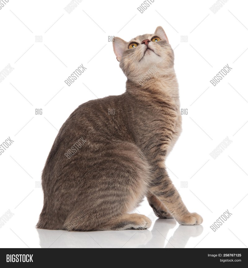 Кошка сидит вид сбоку