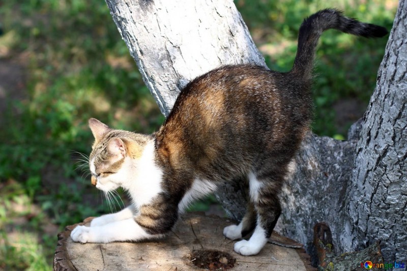 Сидячие коты