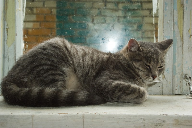 Кот сидит сбоку