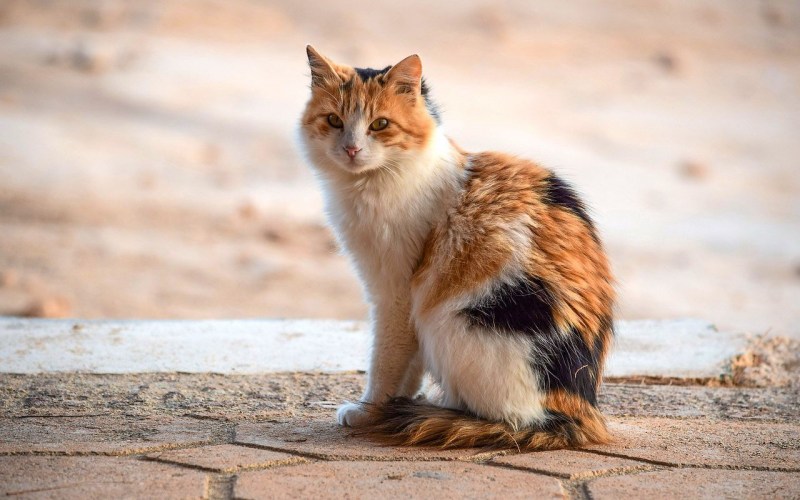 Котик сидит