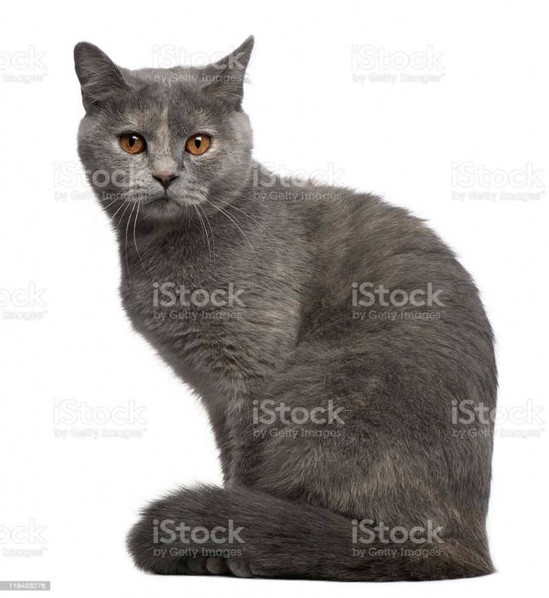 Кот сидит вид сбоку