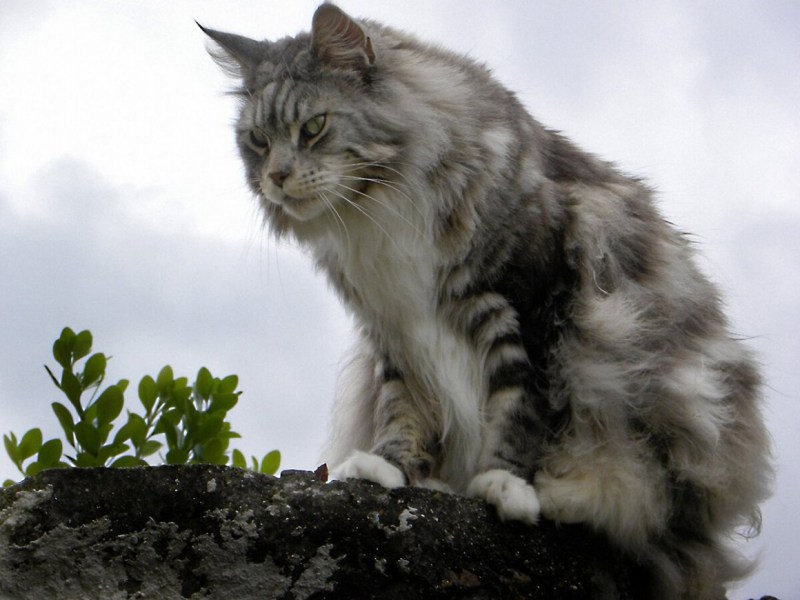Большая кошка Мейн кун