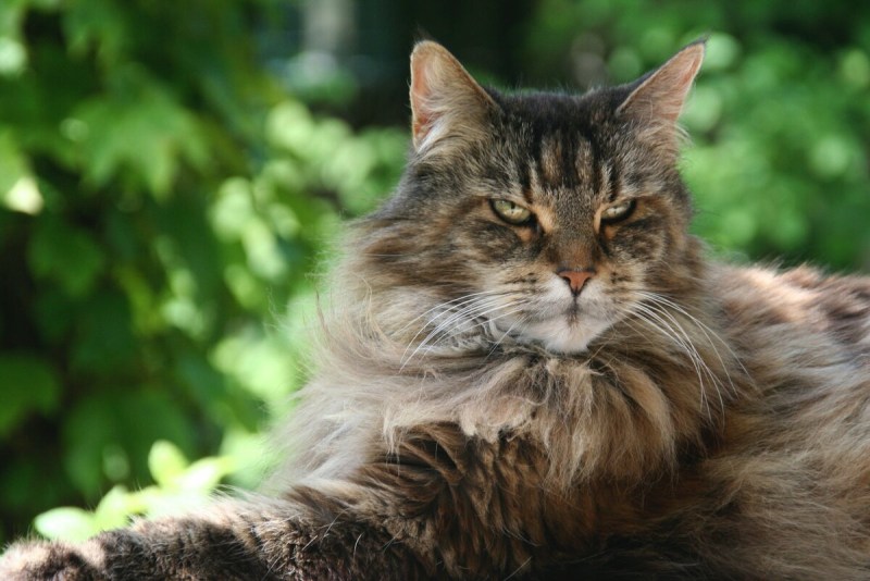 Енотовидная кошка
