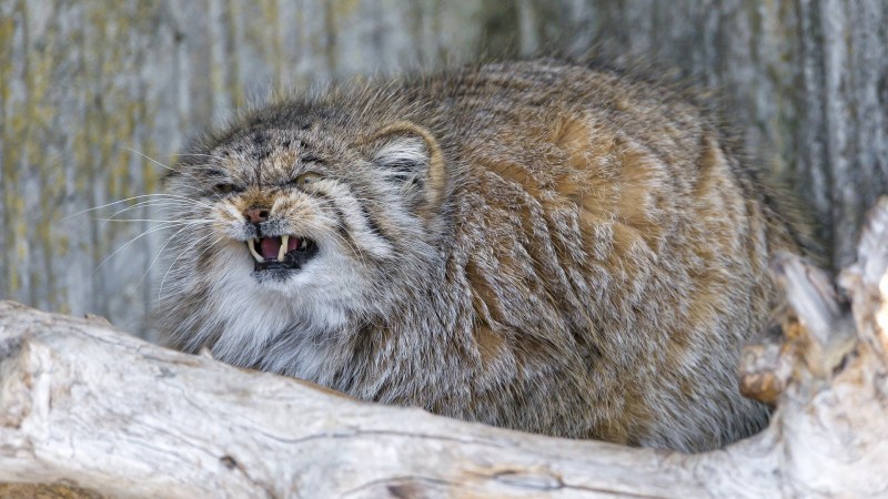Самый большой Лесной кот