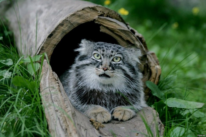 Кот Манул Московский зоопарк