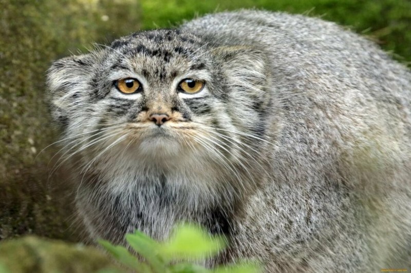 Сибирская кошка Манул