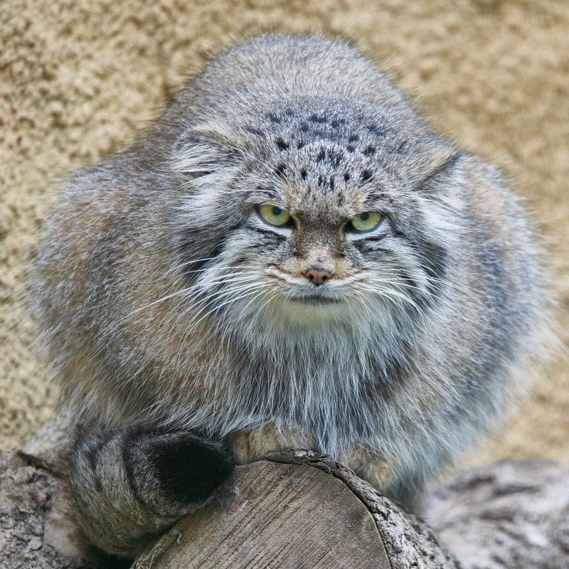 Дикий Лесной кот Манул