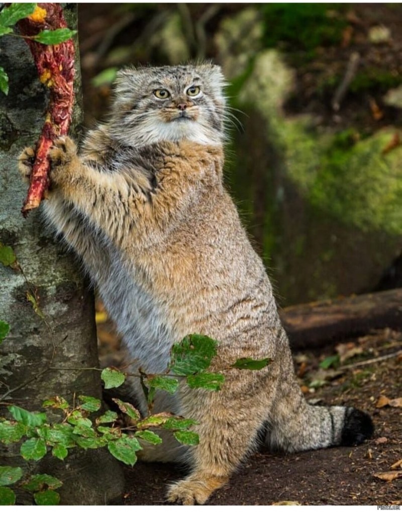 Степная кошка Манул